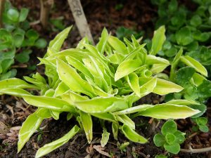 Хоста «Айсед Лимон» (Hosta Iced Lemon), Ледяной лимон