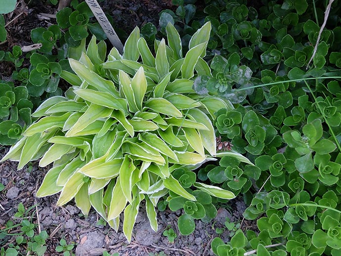 Бордюрная хоста Айсед Лемон в ландшафтном дизайне рядом с ложным очитком «Розеум» © blumgarden.ru