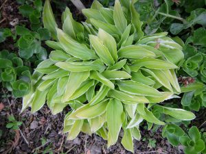 Хоста «Айсед Лимон» (Hosta Iced Lemon), Ледяной лимон