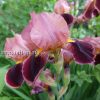 Ирис бородатый Бразье (Iris hybrida Brasier) © blumgarden.ru