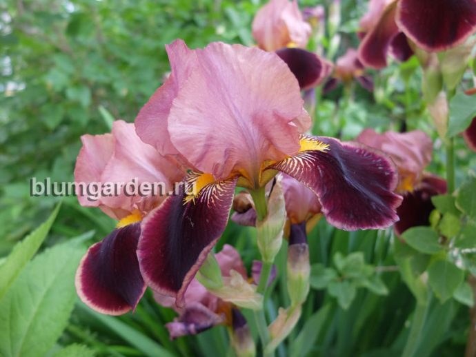 Ирис бородатый Бразье (Iris hybrida Brasier) © blumgarden.ru