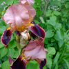 Ирис бородатый Бразье (Iris hybrida Brasier) © blumgarden.ru