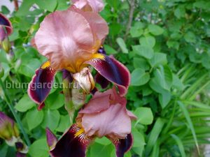 Ирис бородатый Бразье (Iris Hybrida Brasier) © Blumgarden.ru