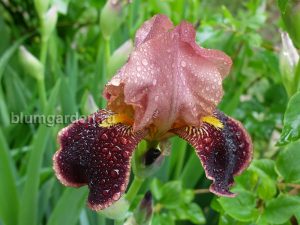 Ирис бородатый «Бразье» (Iris Hybrida Brasier)