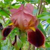 Ирис бородатый Бразье (Iris hybrida Brasier) © blumgarden.ru