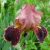 Ирис бородатый Бразье (Iris hybrida Brasier) © blumgarden.ru