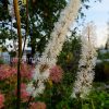 Клопогон ветвистый (Cimicifuga ramosa) © blumgarden.ru
