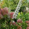 Клопогон кистевидный в саду © blumgarden.ru
