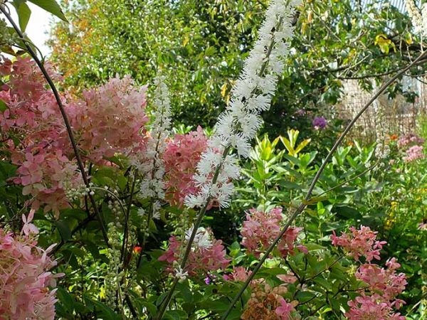 Клопогон ветвистый кистевидный купить в blumgarden.ru