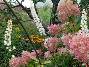 Клопогон ветвистый (кистевидный) и гортензия метельчатая розовая в саду © Blumgarden.ru