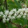 Соцветие клопогона ветвистого © blumgarden.ru
