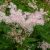 Лабазник Рубра Магнифика (Filipendula Rubra Magnifica) © blumgarden.ru
