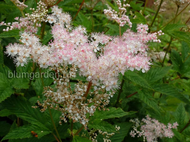 Лабазник красный «Магнифика» (Filipendula Rubra Magnifica)