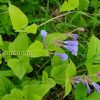 Михения крапиволистная (Meehania urticifolia) © blumgarden.ru