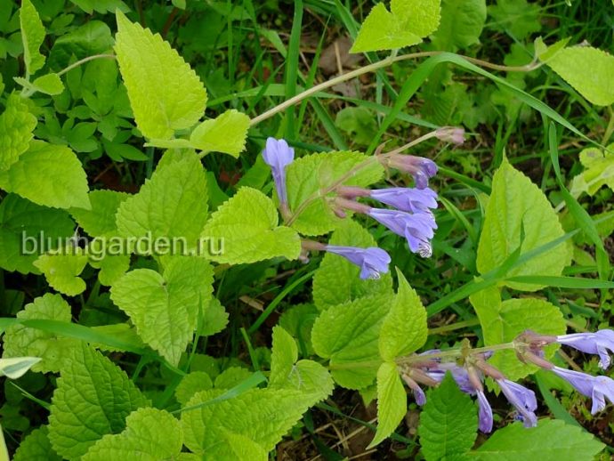 Михения крапиволистная (Meehania urticifolia) © blumgarden.ru