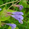 Михения крапиволистная (Meehania urticifolia) © blumgarden.ru