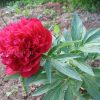 Пион Рубра Плена (Rubra plena) © blumgarden.ru