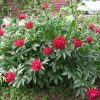 Пион Рубра Плена (Rubra plena) © blumgarden.ru