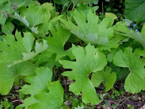 Полянка из сангвинарий © Blumgarden.ru