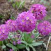 Примула зубчатая (Primula denticulata) © blumgarden.ru