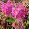 Примула зубчатая (Primula denticulata) © blumgarden.ru