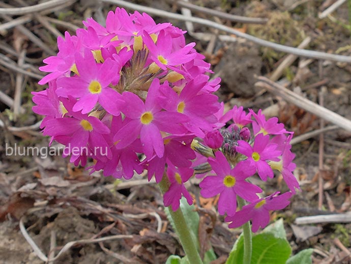 Примула зубчатая (Primula denticulata) © blumgarden.ru