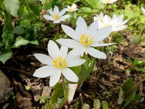 Сангвинария канадская (Sanquinaria Canadenses)
