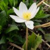 Сангвинария канадская (Sanguinaria) © blumgarden.ru