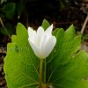 Сангвинария канадская (Sanguinaria) © blumgarden.ru