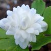 Многолетники цветущие - Сангвинария канадская (Sanguinaria) © blumgarden.ru