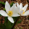 Сангвинария канадская (Sanguinaria) © blumgarden.ru