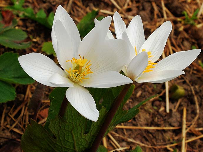 Сангвинария канадская (Sanguinaria) © blumgarden.ru