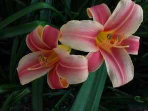 Лилейник Рибонетте (Hemerocallis Ribbonette) © blumgarden.ru