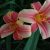 Лилейник Рибонетте (Hemerocallis Ribbonette) © blumgarden.ru
