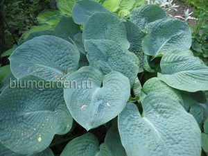 Хоста Тру Блю (Hosta True Blue) © blumgarden.ru