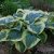 Хоста Американ Хало (Hosta American Halo) © blumgarden.ru