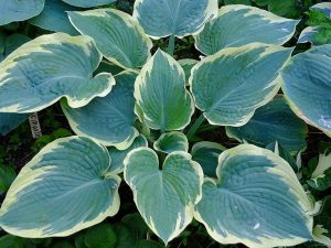 Хоста «Американ Хало» (Hosta American Halo)
