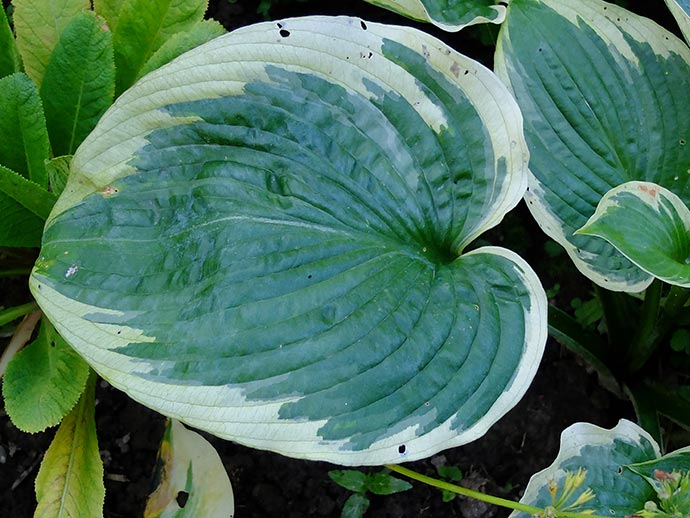 Лист хосты Американ Хало — сине-зелёный центр и белая кайма © blumgarden.ru