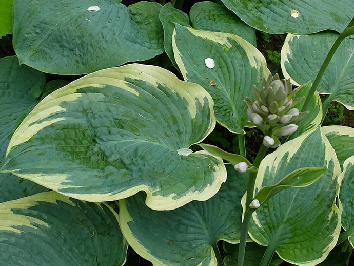 Хоста American Halo с бутонами © blumgarden.ru