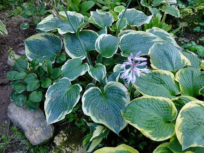 Хоста в композиции с хостой Nippers и Samurai © blumgarden.ru