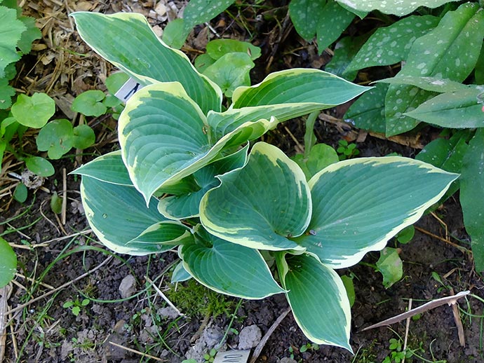 Хоста Американ Хало весной — молодые листья © blumgarden.ru