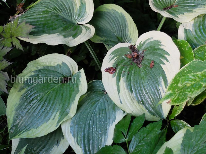 Хоста Американ Хало (American Halo) © blumgarden.ru