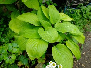 Хоста «Фрайд Бананас» (Hosta Fried Bananas, Жареные Бананы)