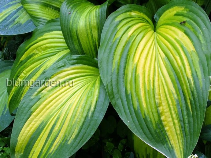 Хоста First Love (Ферст Лав) купить в интернет магазине blumgarden.ru