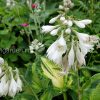 Хоста Голден Медоуз (Hosta Golden Meadows) цветы © blumgarden.ru