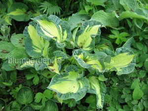 Хоста «Голден Медоуз» (Hosta Golden Meadows)