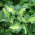 Хоста Голден Медоуз (Hosta Golden Meadows) © blumgarden.ru