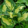 Хоста Голден Медоуз (Hosta Golden Meadows) © blumgarden.ru