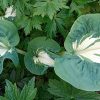Hosta Golden Meadows © blumgarden.ru