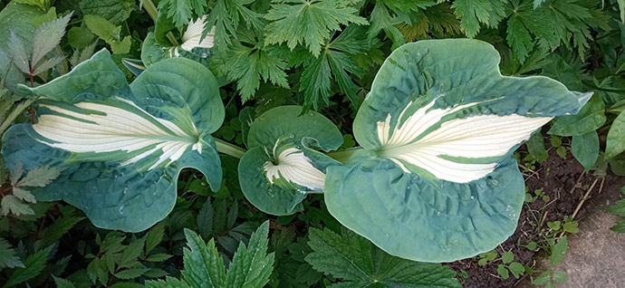 Hosta Golden Meadows © blumgarden.ru